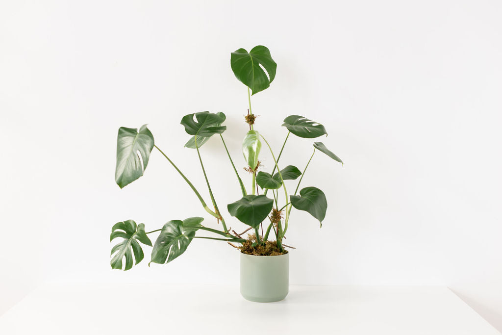 Green House Plant
