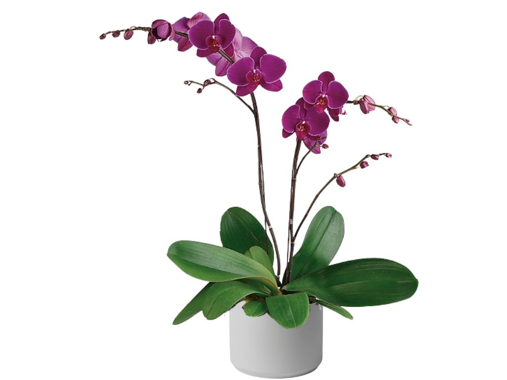Double Stem Pink Orchid Plant