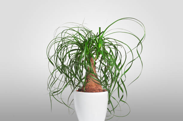 Green House Plant